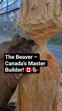 The Beaver – Canada's Master Builder! 🇨🇦🦫