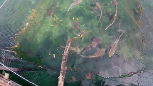 The open-air cage under water with large fish at restaurant on water. The open-air cage under water with ocean fish. Large ocean fish swims at the camera.a large number of large fish floats in the Stock Video
