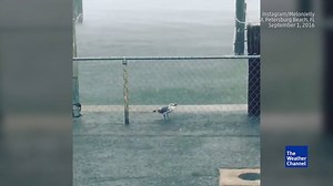 41K views · 951 reactions | Even with Hurricane Hermine quickly approaching, this stubborn bird was not moving | The Weather Channel | Facebook