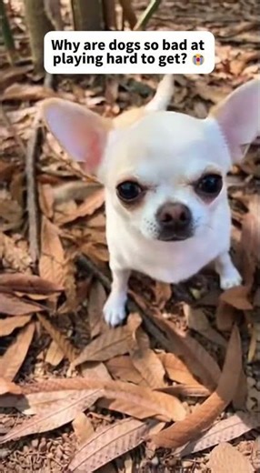 Tsundere Dog! 😂❤️ Fake Angry. 怒ったフリ？尻尾が正直すぎて隠せない喜び…全米が爆笑したツンデレ犬。#shorts #tsundere #funnydog