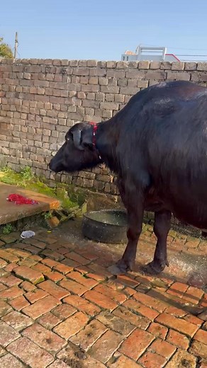 459K views · 10K reactions | #cow #dairyfarm #dairy_farming #modern_dairy_farming #modern_agriculture #agricultural_machines #amazing_technology #advance_technology #modern_technolog | Okara Mandi | Facebook