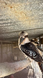 What Makes Them Unique? 📝💡The Laughing Call: The kookaburra’s “laugh” is legendary. It’s a loud, raucous sound often described as “kook-kook-kook-ka-ka-ka,” typically heard at dawn and dusk. This iconic call isn’t just for show; it’s used to establish and defend their territory, and communicate with their family group. Fun fact: This call has been widely used in movies to represent jungle sounds, even though kookaburras are native to Australia and New Guinea!🐦‍⬛ #melios #meliospetcenterltd #b