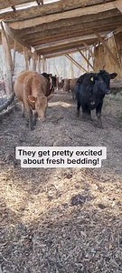 113K views · 606 reactions | Here at Polyface, our grass goes...