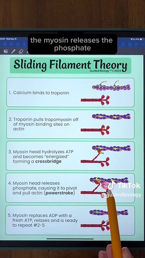 Muscle Contraction Explained: Sliding Filament Theory