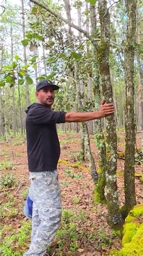 Differences Between Oak and Pine Wood in the Mountains #countryside #nature