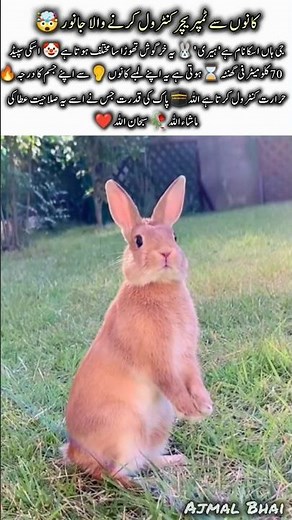 Hare is the Fastest Animal in the Wild🐇| Amazing Nature Facts #hare #naturefacts #wildlife #shorts