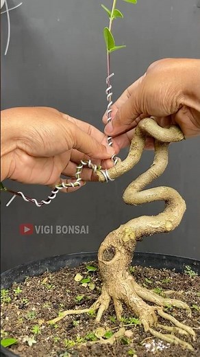 Making a Cobra Style Bonsai