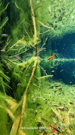 絕美原生環境 用8K徠卡鏡頭的運動相機觀察水下世界 | WildFish原生魚