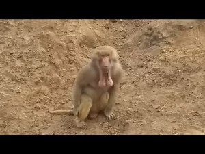 Mad monkey EATS BABY monkey! Baboon flexing BALLS on his chin [ORIGINAL VIDEO]