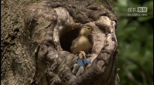Andys_Wild_Adventures_S02E07_Mandarin Ducks