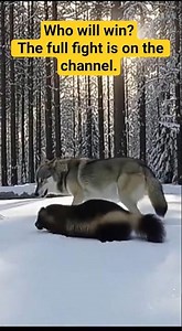Fight without fear! (Wolverine) vs the wolf in a life-or-death battle #animals #wolf #wolverine