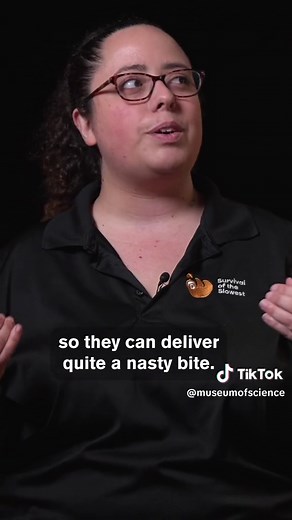 What makes iguanas unique? Green iguanas, like Iggy, are highly intelligent and have long, powerful tails that make up half of their length. They can also run at speeds of over 20 mph! #Iguana #Animals #Lizard #ZooTok #Reptile