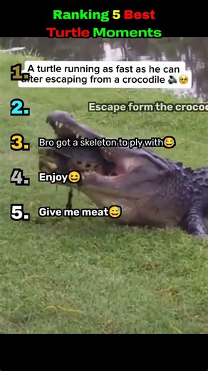 Ranking 5 Best Turtle Moments