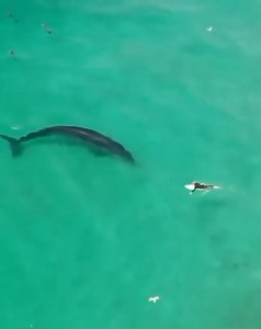 Surfing whale! 🏄‍♂️ 🌊⁣ Credits by @the.drone.dc ⁣#whale #byronbay #australia #ocean | Bluewhaleshub