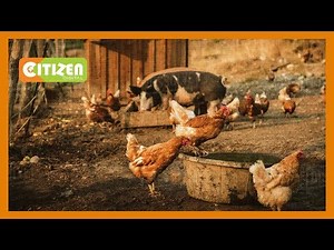 SMART FARM | Focus on large scale poultry and pig farming in Meru