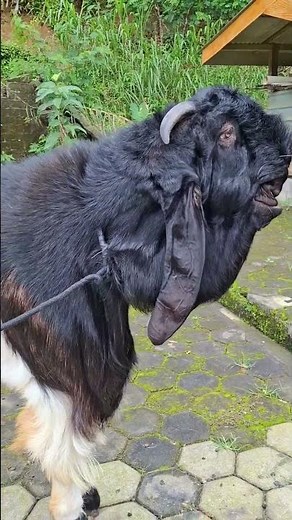 KITARO sekarang #kambing #jiooss etawa farm #goat videos