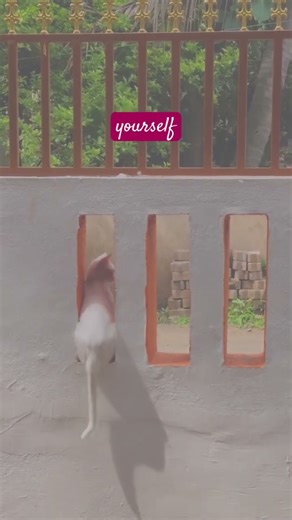 sam says sam-things! #fypシ #reels #motivation #viral #fypシ゚viral