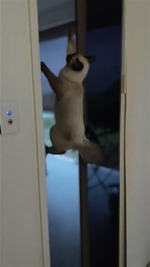 Princess Cleo ( Ragdoll Chocolate Point) is very mischievous ! 😂