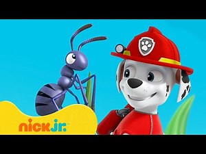 PAW Patrol | Avonturen met KLEINE Marshall! | Nick Jr. Nederlands