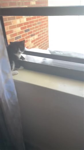 Cats Have Only One Brain Cell: A Hilarious Observation