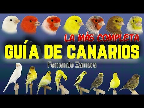 GUIA DE CANARIOS. TIPOS DE CANARIOS. RAZAS DE CANARIOS