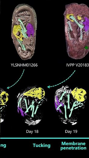 An incredible dinosaur egg #geology #science #fossil #fossil #paleontology #paleontology