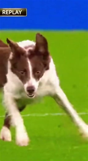 The Dog Tracked Back and Saved It