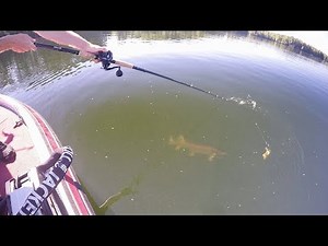 Boatside Figure 8 Musky Strike (Fishing Northern Wisconsin)