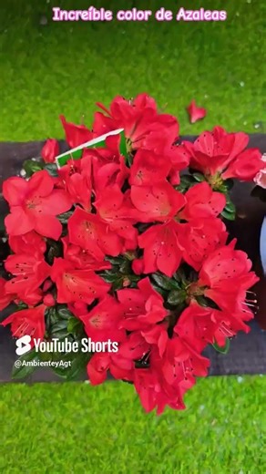 🌱🌸Increíble color de Azaleas🌸🌱#flores #vivero #plantas