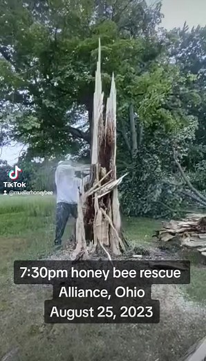 5.3K views · 70 reactions | Ten years of saving honey bees - One hive at a time. #savethebees #beerescue #lookwhaticando #rescue #storms #beekeeping #bees | Mueller Honey Bee | Facebook