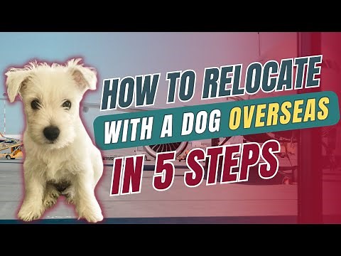 Moving to UK with a Dog! | Flying Overseas: MUST WATCH
