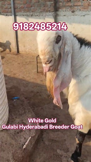 Full Aggressive Gulabi Hyderabadi Breeder| White Gold