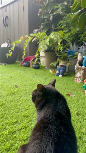 #tommycat enjoy watching the rain
