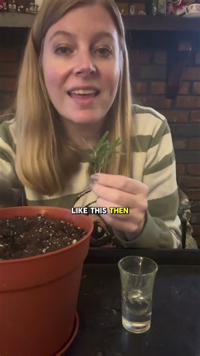 How To Propagate Rosemary (Easy Method For Beginners)