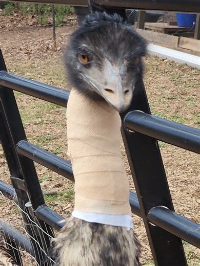 emu care #emus #farmlife #homestead #emu #farm