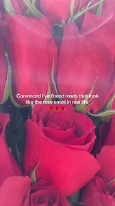 The rose emoji, but in reality 🌹Name a better feeling than receiving red roses.. we’ll wait ⏱ • • • • • #reels #reelsexplore #reelsinsta #reelslovers #reelsviral #flowers #florist #flowerdelivery #onlineflorist #floral #flower #flowerlovers #flowerarrangement #flowerdesign #flowerbouquet #flowerlover #floweroftheday #bouquet #bouquets #bouquetofflowers #redroses #roses | Fig & Bloom