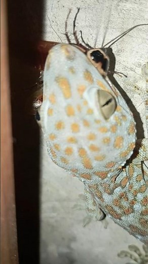 Gecko eating a cockroach” 🦎🪳 #gecko#animals#video#shorts#viral#animalshorts