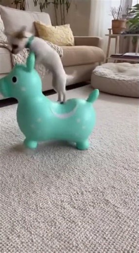 Dog vs Inflatable Toy 😅🐶 #shorts #funny