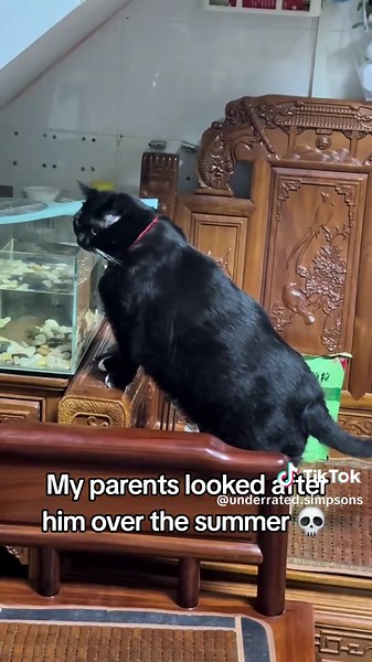 My parents looked after him over the summer 💀 #chubbycat