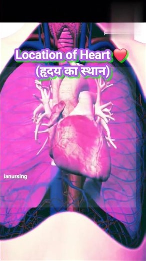 #2days/21 Location of Heart | Heart Position in Human Body #shorts #biology #heart