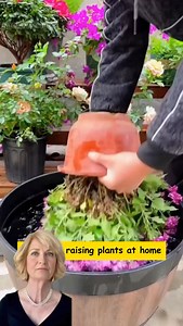 262 reactions · 49 shares | Organic Flower Fertilizer Recipes for...