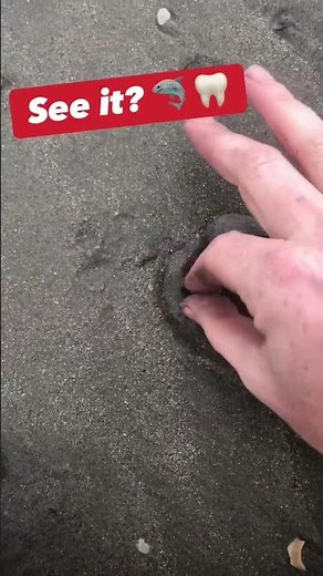 Hunting for more shark teeth at Folly Beach, SC! This was a nice find! 🦈 🦷