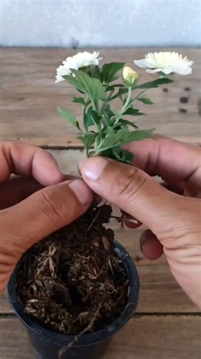 543K views · 2.9K reactions | Chrysanthemum cuttings propagation  #chrysanthemum #mums #gardening #garden #plants #reels #trendingreel #trendingreelsvideo #facebookreel #facebookviral | Gardening Ideas | Facebook