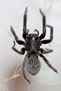 Black house spider - Alchetron, The Free Social Encyclopedia