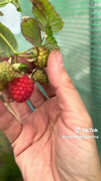 I have ONE raspberry ripened from its bush and it was DELISH. Now I’m dreaming of owning an entire berry farm! 🤣🤣🤣 #allotmentlife