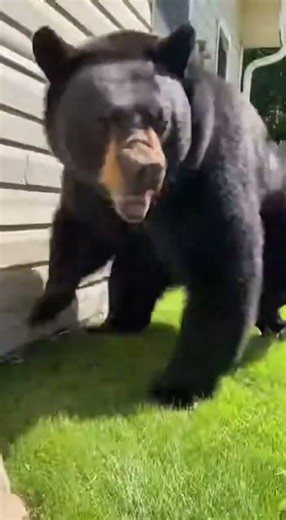 Man Rescues Labrador Retriever from Bear Attack