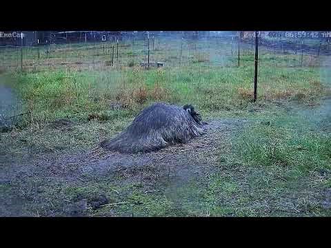 🔴 Live - Emu sitting on 7 eggs - EmuCam