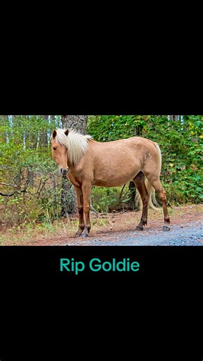 🕊️ Pony of the Week — In Loving Memory of Two Teague’s Golden Girl (“Goldie”) 🐴 Two Teague’s Golden Girl, lovingly known as Goldie, was born in 2016 on Assateague Island, Virginia, and passed away on January 14, 2026. Goldie was a palomino mare with brown eyes, sired by Chief, and a member of the Don Leonard Stud II band. She was bred and owned by the Chincoteague Volunteer Fire Company and sold at the 2016 Pony Auction as Auction #31 for $5,000, before being returned to the island through a b