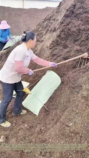 Filling Bags: How Farmers Pack Composted Soil For Nursery Use