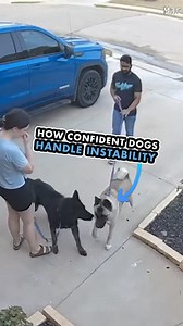 518K views · 5.1K reactions | This is what happens when a dog doesn’t...